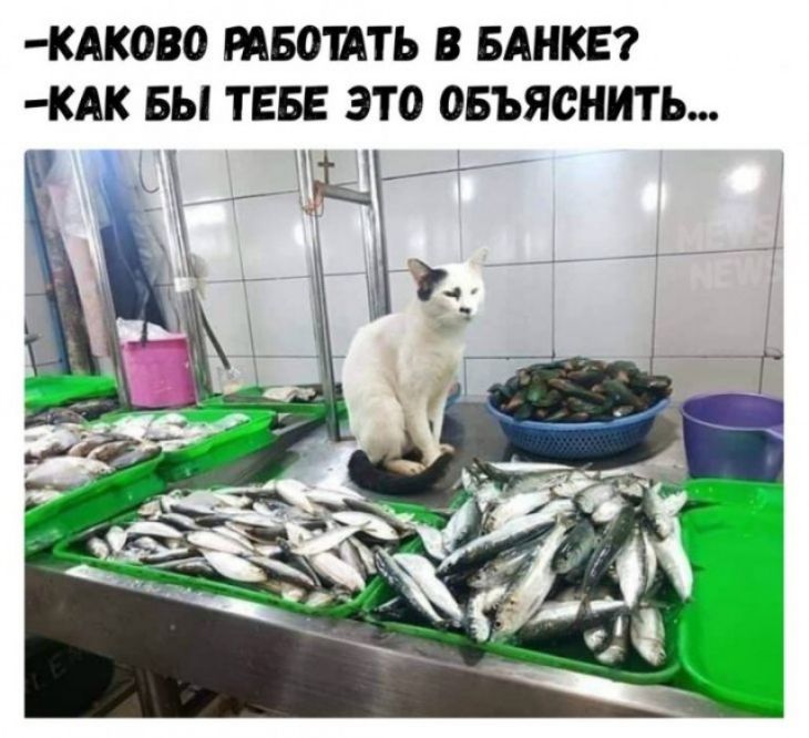 ЖАКОВС РАБОИТЬ В БАНКЕ ЖАК БЫ ТЕБЕ ЭТО ОБЪЯСНИТЬ