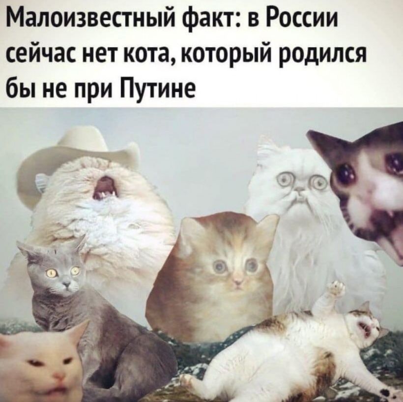 Малоизвестный факт в России сейчас нет кота который родился бы не при Путине