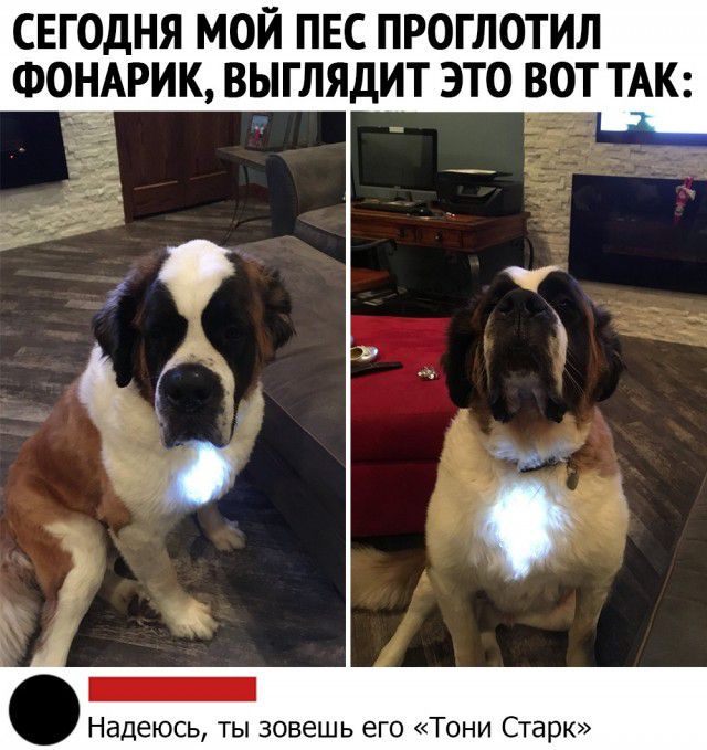 СЕГОДНЯ МОЙ ПЕС ПРОГЛОТИЛ ФОНАРИК ВЫГЛЯДИТ ЭТО ВОТ ТАК __ Надеюсь ты зовешь его Тони Старк