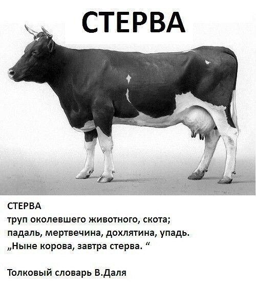 СТЕРВА СТЕРВА труп околевшето животного скота падаль мертвецина дохлятина упадь Ныне корова завтра стерва Толковый словарь Вдаля