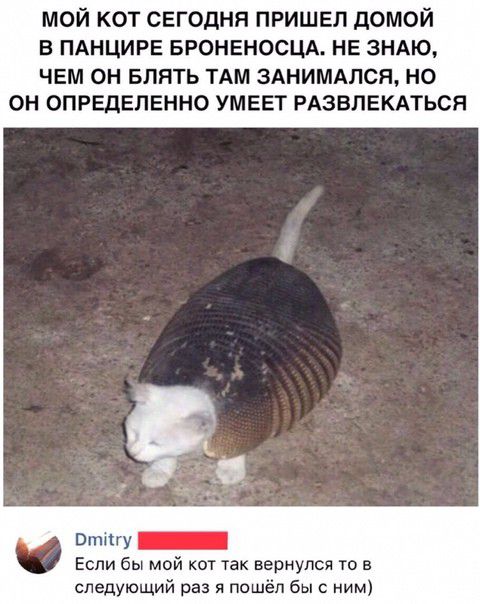 МОЙ КОТ СЕГОДНЯ ПРИШЕЛ ДОМОЙ В ПАНЦИРЕ БРОНЕНОСЦА НЕ ЗНАЮ ЧЕМ ОН БЛЯТЬ ТАМ ЗАНИМАЛСН НО ОН ОПРЕДЕЛЕННО УМЕЕТ РАЗВЛЕКАТЬСЯ Втту _ Если бы мои кот так вернулся то в следующий раз я пошёл бы с ним