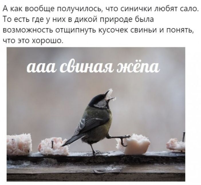 А как вообще получилось что синички любят сало То есть где у них в дикой природе была возможность отщипнуть кусочек свиньи и понять что это хорошо