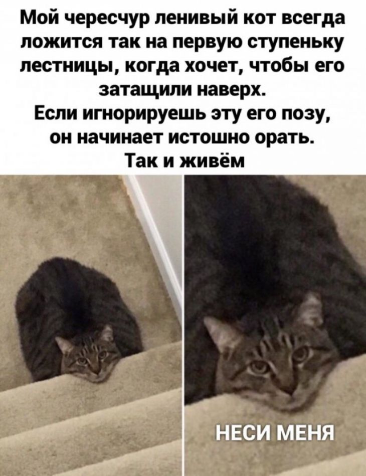 Мой чересчур ленивый кот всегда ложится так на первую ступеньку лестницы когда хочет чтобы его затащили наверх Если игнорируешь эту его позу он начинает истошно орать Так и живём Б НЕСИ МЕНЯ и