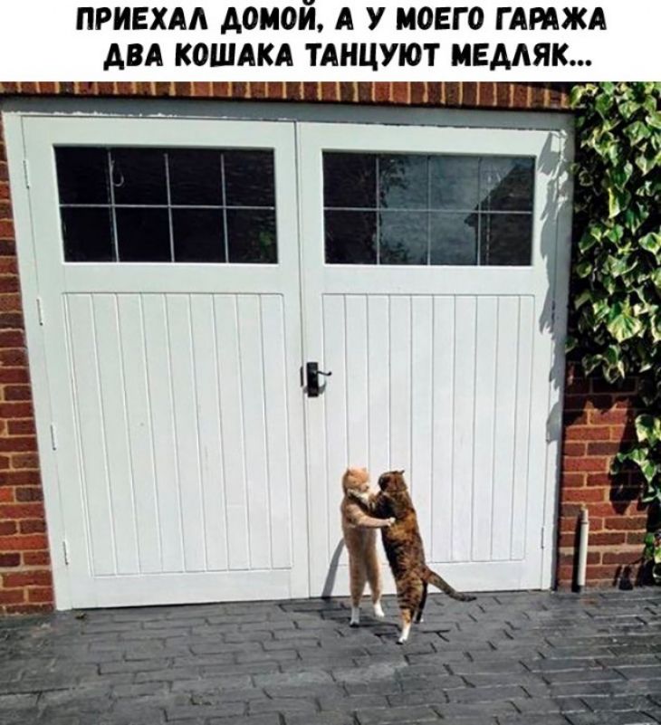 ПРИЕХАА дОМОИ А У МОЕГ О Г АРАЖА АВА КОШАКА ТАНЦУЮТ МЕААЯК