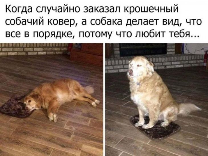 Когда случайно заказал крошечный собачий ковер а собака делает вид что все в порядке потому что любит тебя