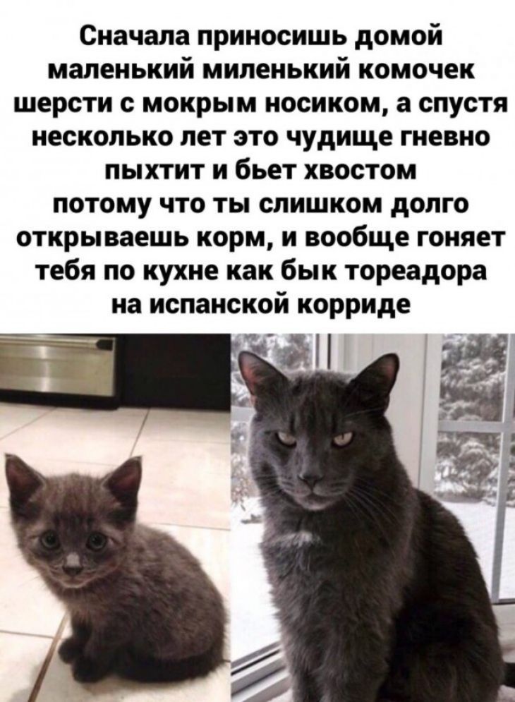 Сначала приносишь домой маленький миленький комочек шерсти с мокрым носиком а спустя несколько лет это чудище гневно пыхтит и бьет хвостом потому что ты слишком долго открываешь корм и вообще гоняет тебя по кухне как бык тореадора на испанской корриде 553