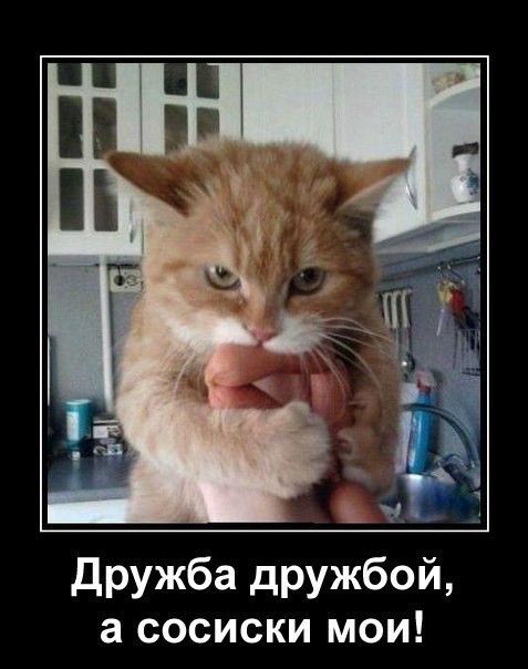 дружба дружбой а сосиски мои