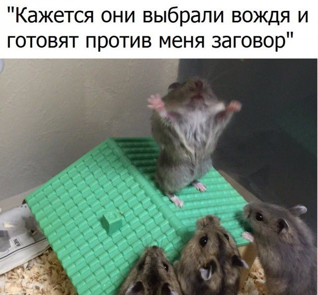 Кажется они выбрали вождя и готовят против меня заговор