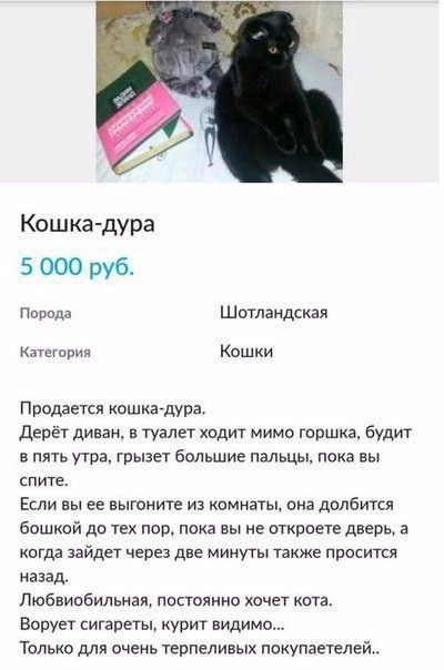 Кошкадура 5 000 руб Порода Шотландская Категория Кошки Продается кошиапдура депёг диваи в туалет ходит Мимо гиршка будит В ПЯТЬ Пра ГВЫЗЕТ большие пальцы Пока вы спите Если вы ее выгоните из комнаты она долбится башкой до тех пор пока вы не отироете дверь в кагда зайдет через две минуты также просится назад Любви обильная постоянно хочет ота Воруег сигареты курит видимо Только для очень терпеливых