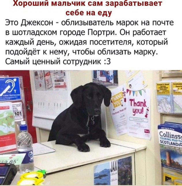 Хороший мальчик сам зарабатывает себе на еду Это Джексон облизыватепь марок на почте в шотладском городе Портри Он работает каждый день ожидая посетителя который подойдёт к нему чтобы обливать марку Самый ценный сотрудник 3