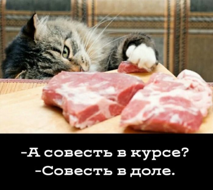 А совесть в курсе Совесть в доле