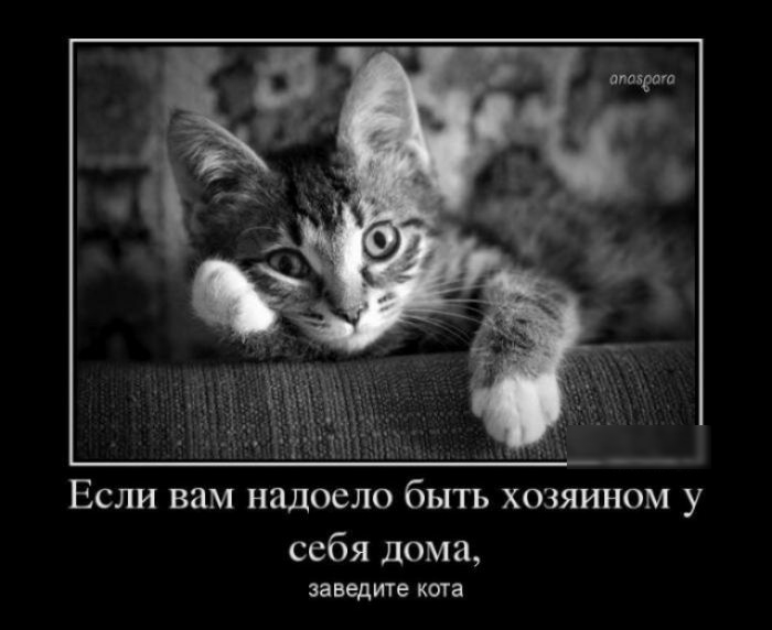 Если вам надоело быть хозяином у себя дома ЗЗВЕДИТЕ КОТЗ