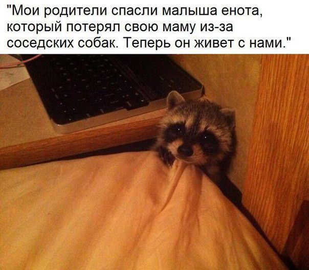 Мои родители спасли малыша енота который потерял свою маму из за соседских собак Теперь он живет с нами