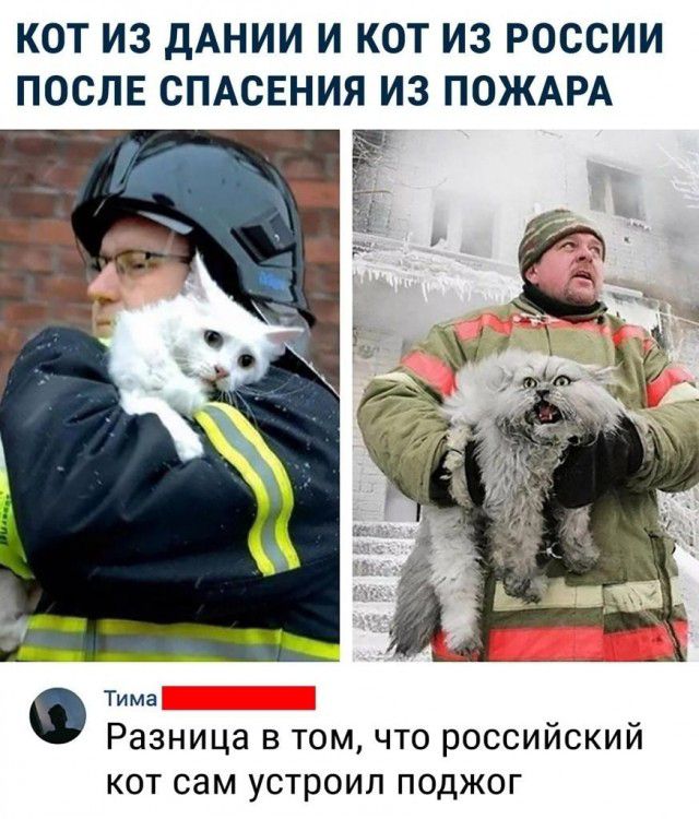 КОТ ИЗ дАНИИ И КОТ ИЗ РОССИИ ПОСЛЕ СПАСЕНИЯ ИЗ ПОЖАРА Тима Разница в том что российский кот сам устроил поджог