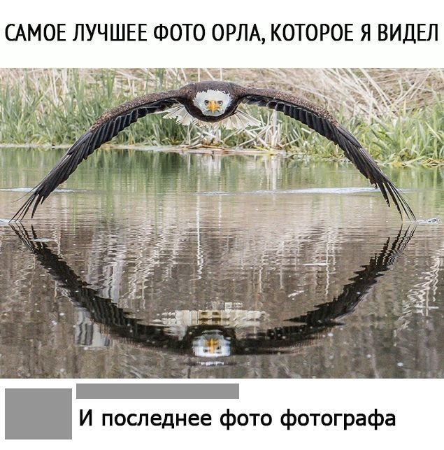 САМОЕ ЛУЧШЕЕ ФОТО ОРЛА КОТОРОЕ Я ВИДЕЛ И последнее фото фотографа