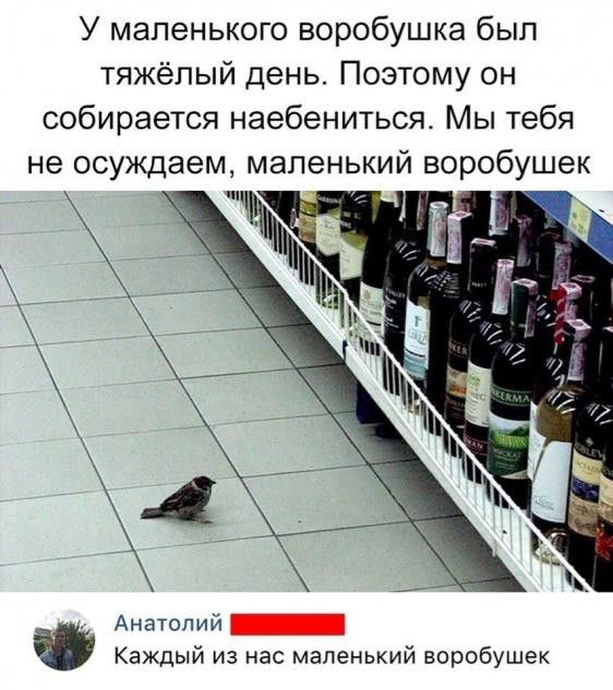 У маленького воробушка был тяжёлый день Поэтому он собирается наебениться Мы тебя не осуждаем маленький воробушек Анатолий Каждый из нас маленький воробушек