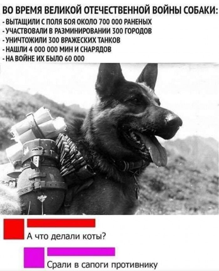 ВО ВРЕМЯ ВЕЛИКОЙ ОТЕЧЕСТВЕННОЙ ВОЙНЫ СОБАКИ ВЫТАЩИЛИ С ПОЛЯ БОЯ ОКОЛО 700 000 РАНЕНЫХ УЧАСГВОВАЛИ В РАЗМИНИРОВАНИИ 500 ГОРОДОВ УНИЧТ0ЖИЛИ 300 ВРАЖЕСКИХ ТАНКОВ НАШЛИ 4 000 000 МИН И СНАРЯДОВ НА ВОЙНЕ ИХ БЫЛО 60 000 А что делали коты Срали в сапоги противнику