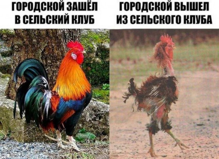 гогодснпйрдшіп городской вышш ешьснии или из сельского ниш