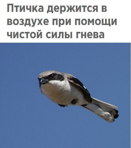 ПТИЧКЗ дЭРЖИТСЯ В воздухе ПРИ ПОМОЩИ ЧИСТОЙ СИЛЫ ГНЭВЗ