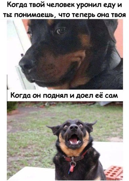 Когда твой человек уронил еду и ТЫ понимаешь ЧТО тепе Ь ОНО ТВОЯ Когда он поднял и доел её сам
