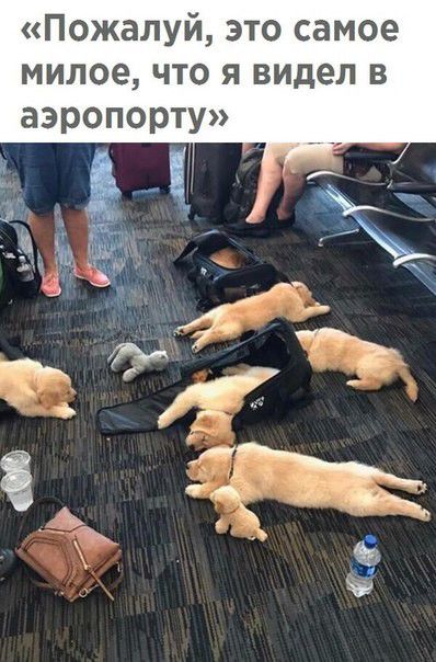 Пожалуй это самое милое что я видел в аэропорту