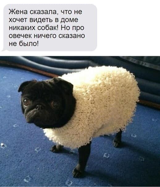 Жена сказала что не хочет видеть в доме никаких собак Но про овечек ничего сказано не было