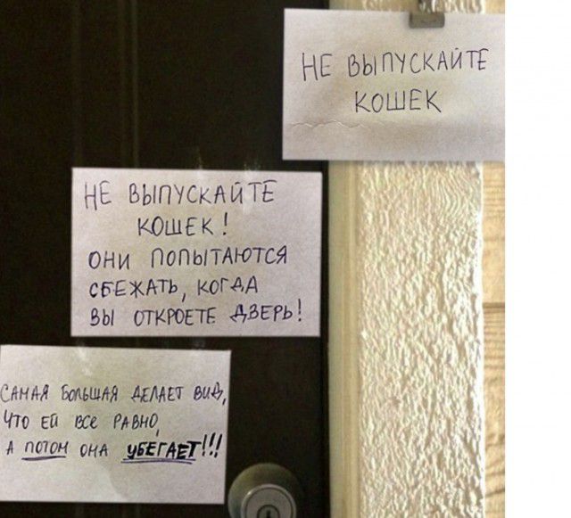 выпущигё КОШЕК они Попытдются сЬЕЖАТЬ когдд вы ПКРОЕТЁ АВЕРЬ мы Бивши 7 Что на все тир а пион сна даёт НЕ т каий КСШЕК