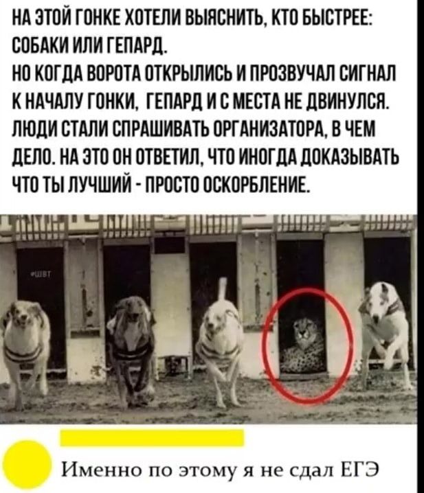 НА ЗТОИ ГОНКЕ ХОТЕЛИ ВЫПСНИТЬ КТО БЫСТРЕЕ СОБАКИ ИЛИ ГЕПАРД НО КОГДА ВОРОТА ОТКРЫЛИСЬ И ПРОЗВУЧАЛ СИТНАЛ К НАЧАЛУ ГОНКИ ГЕПАРД И С МЕСТА НЕ ДОИНУЛСЯ ЛЮДИ СТАЛИ СПРАШИВАТЬ ОРТАНИЗАТОРА В ЧЕМ ДЕЛО НА ЭТО ОН ОТВЕТИЛ ЧТО ИНОГДА ДОКАЗЫВАТЬ ЧТО ТЫ ЛУЧШИЙ ПРОСТО ОСКОРБЛЕНИЕ Именно по этому я не сдал ЕГЭ