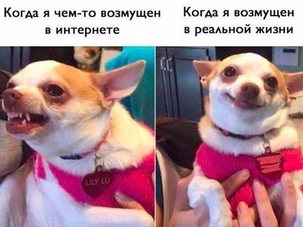 Когда я чемто возмущен Когда я возмущен в интернете в реаАьной жизни