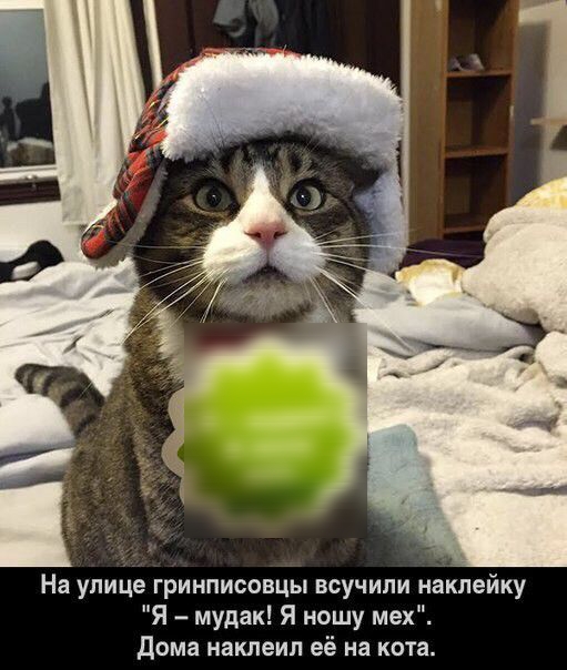 На улице гринписовцы всучили наклейку Я мудак Я ношу мех дома наклеил её на кота