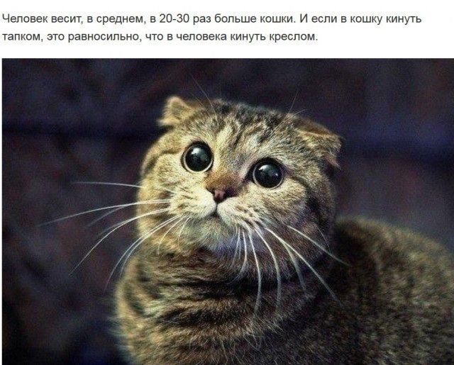ЧеПОЕеі весит в Среднем в 20730 раз Бспьше мешки И если в Шшщ нинугь тапгом это равносильна что в чалавека нуть креслом