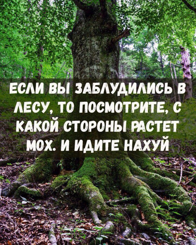 если вьі Авдудидись в лесу то посмотрите с кдкой стороны метет иох и идите НАХУЙ