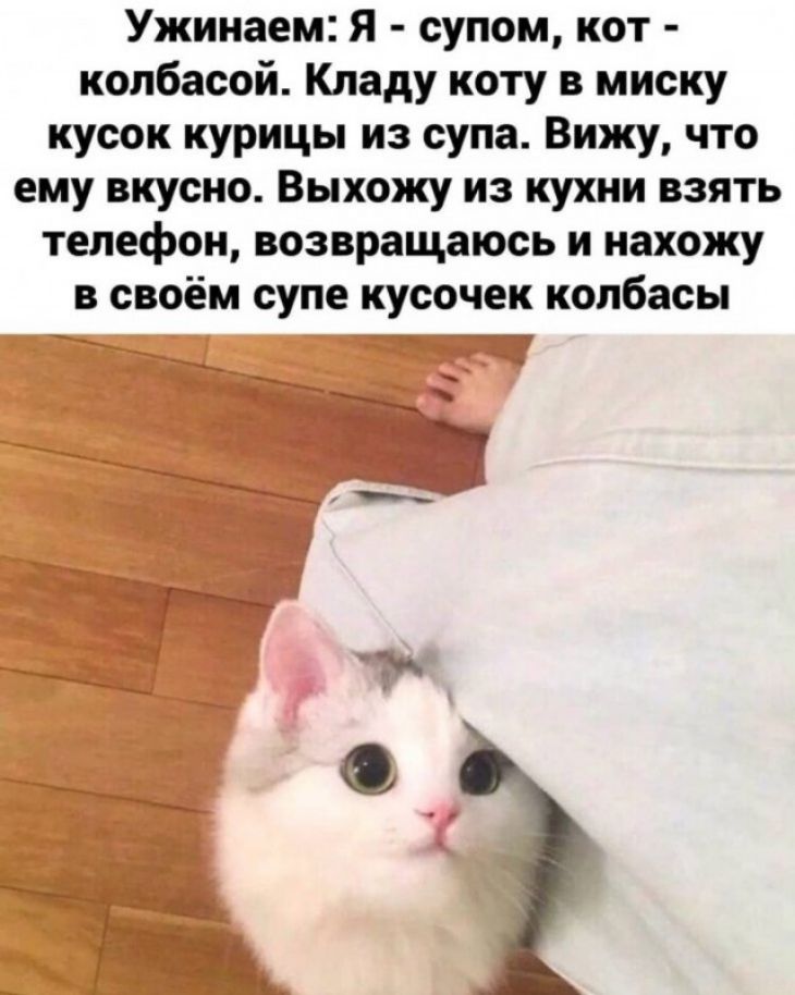 Ужинаем Я супом кот колбасой Кладу коту в миску кусок курицы из супа Вижу что ему вкусно Выхожу из кухни взять телефон возвращаюсь и нахожу в своём супе кусочек колбасы