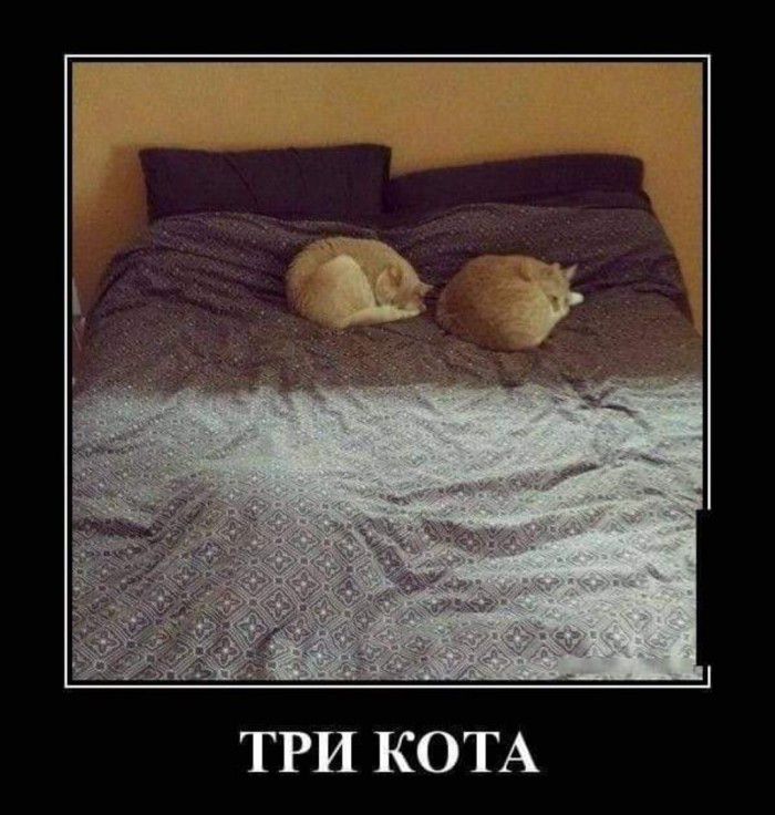 ТРИ КОТА