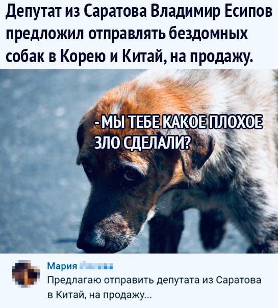 Депутат из Саратова Владимир Есипов предложил отправлять бездомных собак в Корею и Китай на продажу _ ТЕБ_Е клкоЕ плохов зло сдЁлЁлЙ Мария Предлагаю отправить депутата из Саратова в Китаи на продажу
