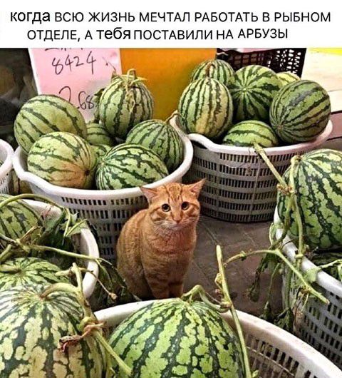КОГДЗ ВСЮ ЖИЗНЬ МЕЧТАЛ РАБОТАТЬ В РЫБНОМ А тебя ПОСТАБИПИ НА АРБУЗЫ