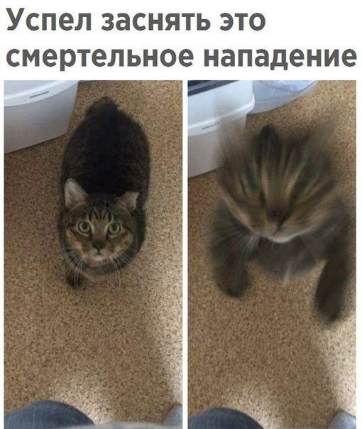 Успел заснять это смертельное нападение