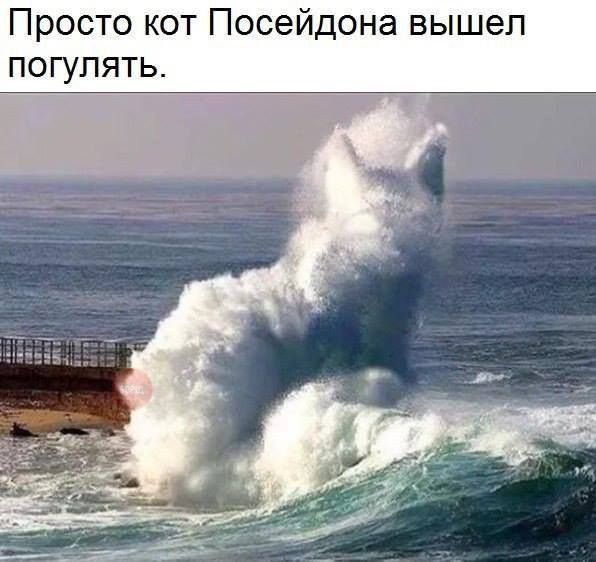 Просто кот Посейдона вышел