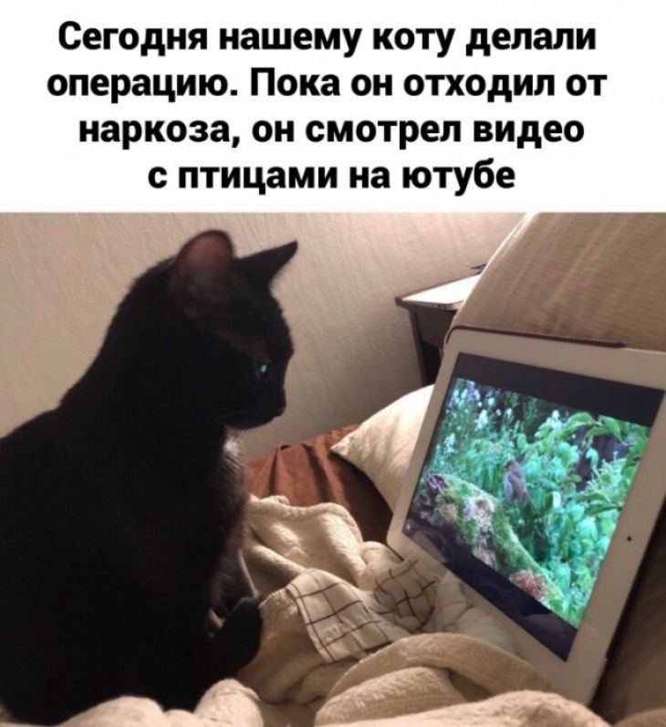 Сегодня нашему коту делали операцию Пока он отходил от наркоза он смотрел видео с птицами на ютубе