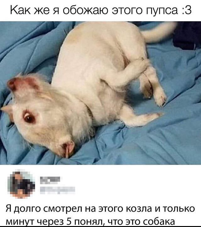 Как же я обожаю этого пупса З Я дОЛГО смотрел на ЭТОГО КОЗЛд И ТОЛЬКО МИН Т чеоез 5 ПОНЯП ЧТО ЭТО собака