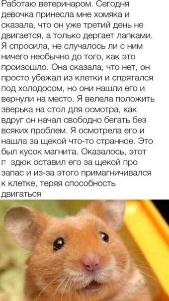 Работаю ветеринаром Сегодня девочка принесла мне хомяка и сказала что он уже третий день не двигается только дергает лапками Я спросила не случалось ли с ним ничего необычно до того как это произшто Она сказала что нет он просто убежал из клетки и спрятался под холодосом но они нашли его и вернули на место Я велела положить зверька на стол для осмотра как вдруг он начал свободно бегать без всяких 