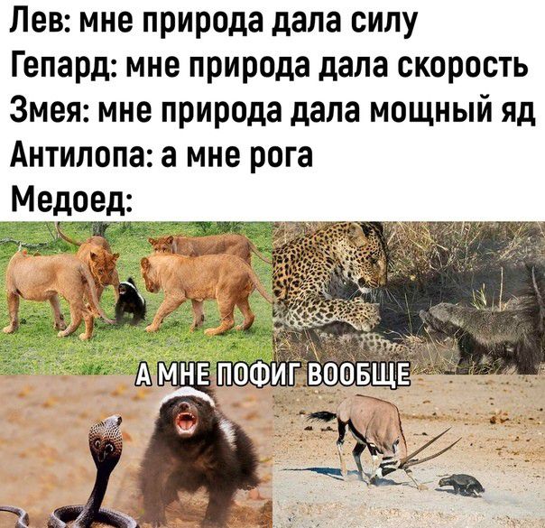 Лев мне природа дала силу Гепард мне природа дала скорость Змея мне природа дала мощный яд Антилопа а мне рога Медоед
