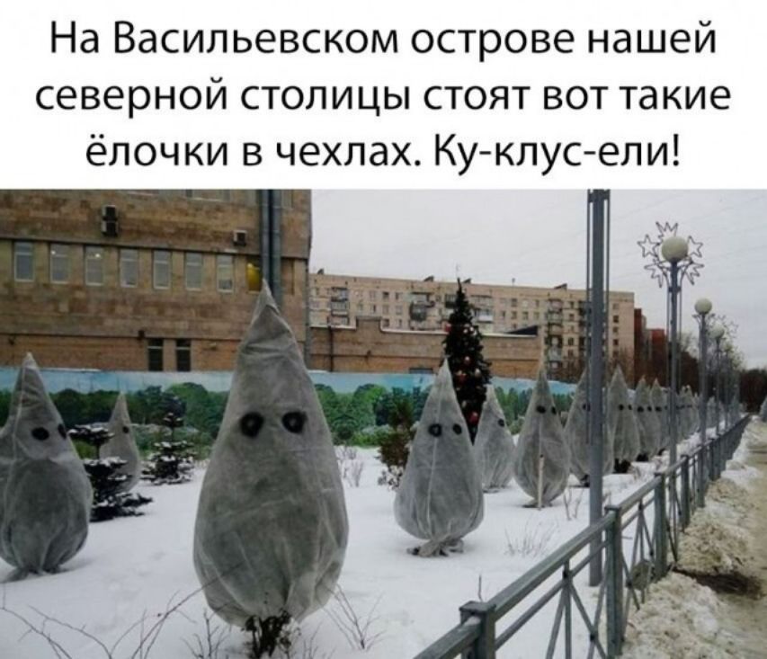 На Васильевском острове нашей северной столицы стоят вот такие ёлочки в чехлах Ку клус ели