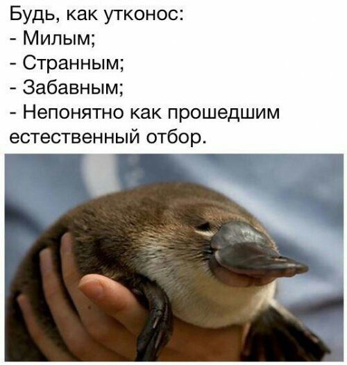 Будь как утконос Милым Странным Забавным Непонятно как прошедшим естественный отбор т