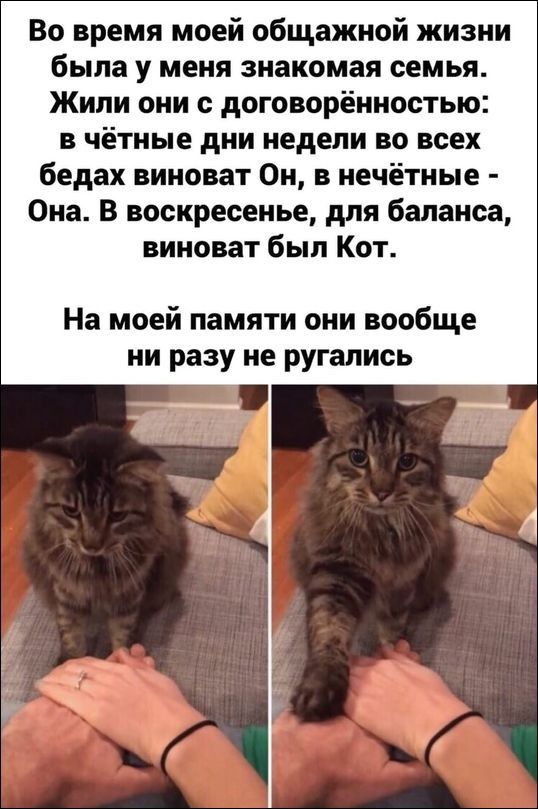Во время моей общажной жизни была у меня знакомая семья Жили они с договорённостью в чётные дни недели во всех бедах виноват Он в нечётные Она В воскресенье для баланса виноват был Кот На моей памяти они вообще ни разу не ругались
