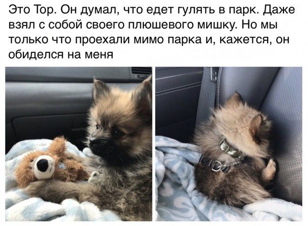 Это Тор Он думал что едет гулять в парк даже взял с собой своего плюшевого мишку Но мы только что проехали мимо парка и кажется он обиделся на меня