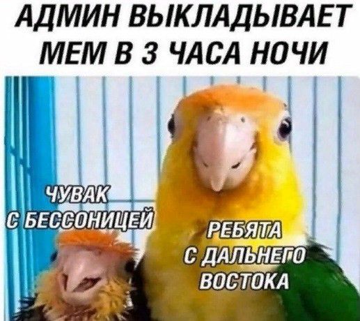 АДМИН выкллдывдвт МЕМ в з члсд ночи т 1 РЕБЯТА длльнвпа востокд