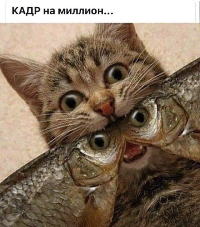 КАДР на миллион