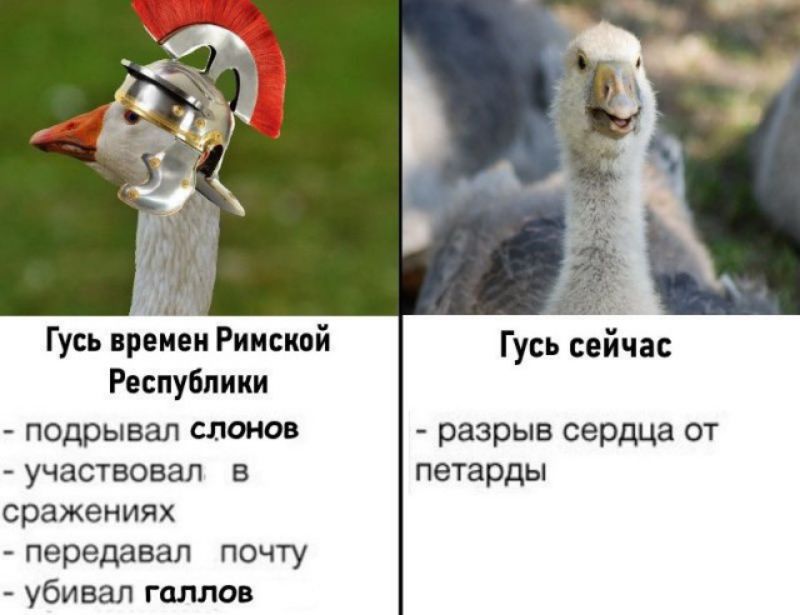 Гусь сейчас Гусь времен Римской Республики подрывая слонов разрыв сердца от участвовал в петарды сражениях передавал почту убивал галлов