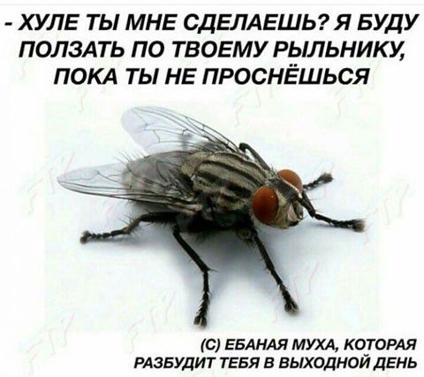 ХУЛЕ ТЫ МНЕ СДЕЛАЕШЬЯ БУДУ ПОЛЗАТЬ ПО ТВОЕМУ РЫЛЬНИКУ ПОКА ТЫ НЕ ПРОСНЁШЬСЯ с ЕБАНАЯ МУХА О_10РАЯ рдзвудит ТЕБЯ в выходном ДЕНЬ